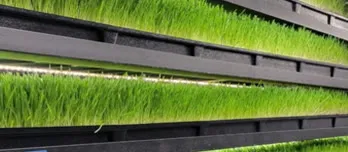 屋内の棚で育つ若い草の列